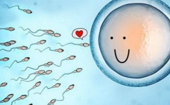 男性生育健康最新动态，精子巢探索与最新口研究资讯